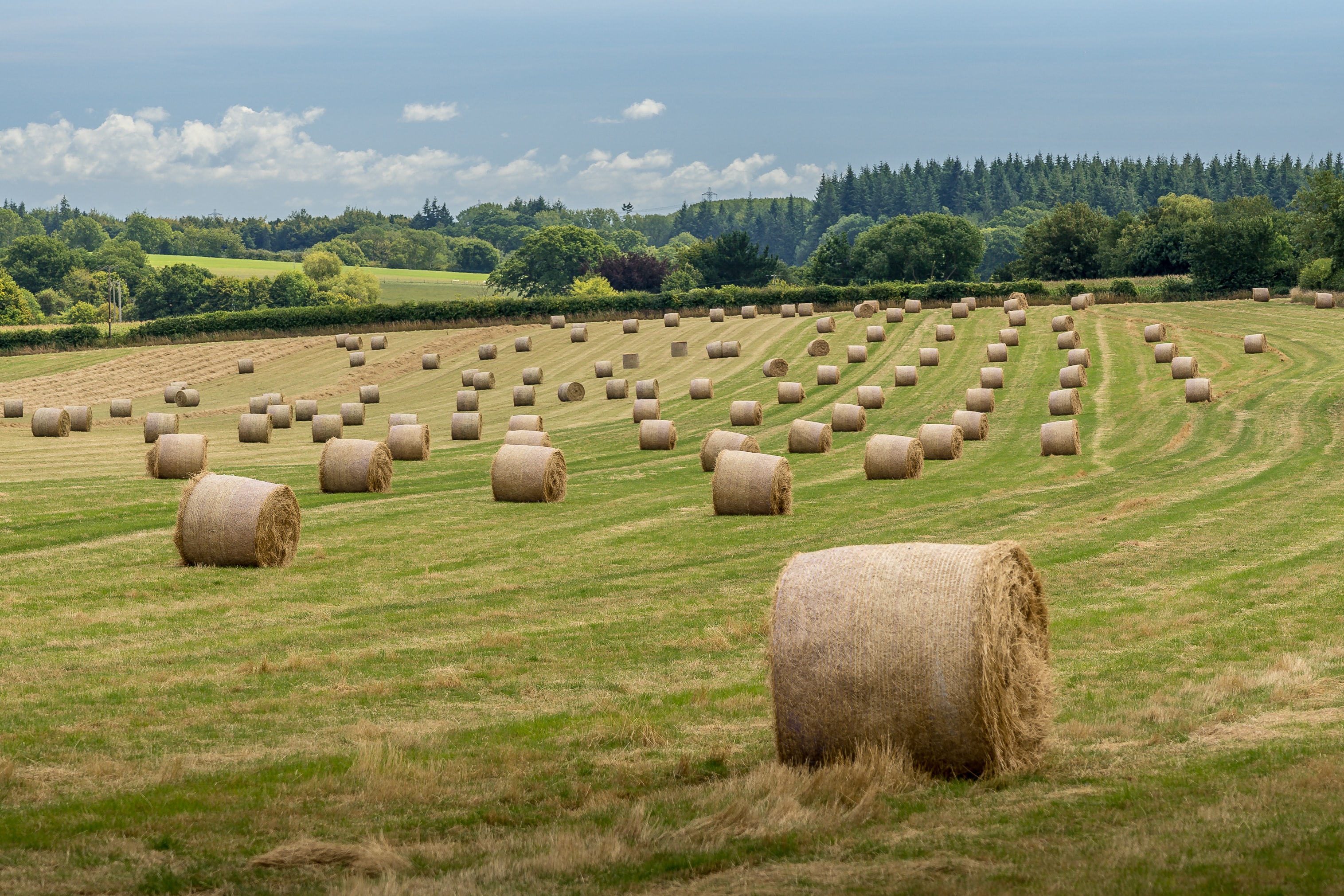 Field of Bales of Hay