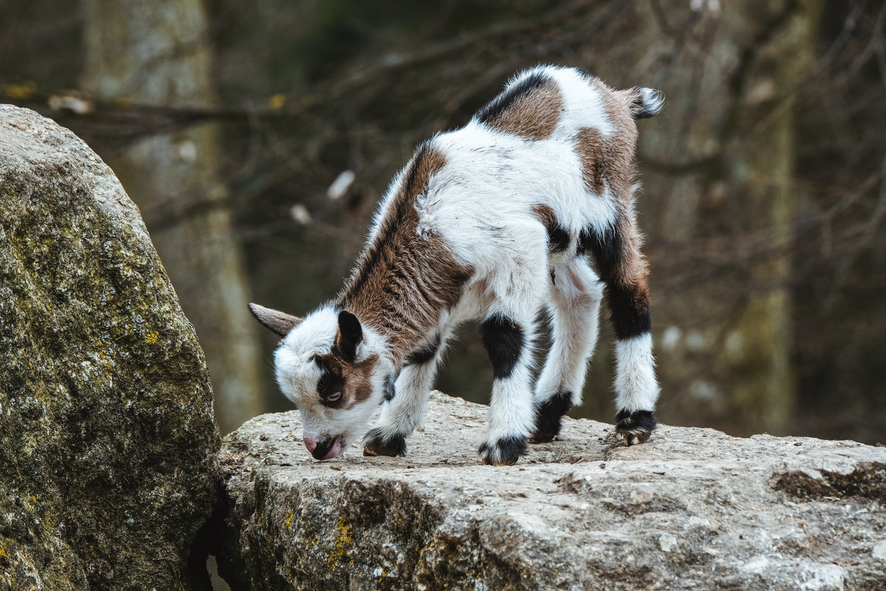 Cute baby goat on rock
